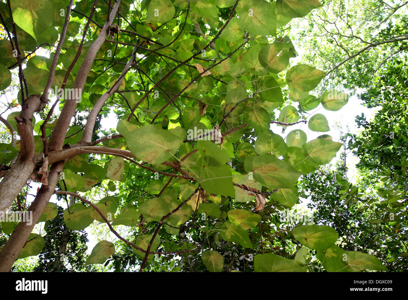 Hernandia nymphaeifolia tree in The Seychelles Stock Photo