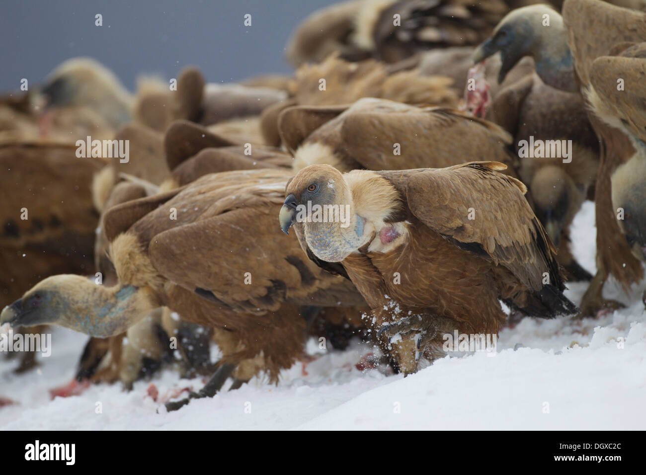 Griffon Vultures (Gyps fulvus) feeding on carcass, Pyrenees, Aragon, Spain Stock Photo