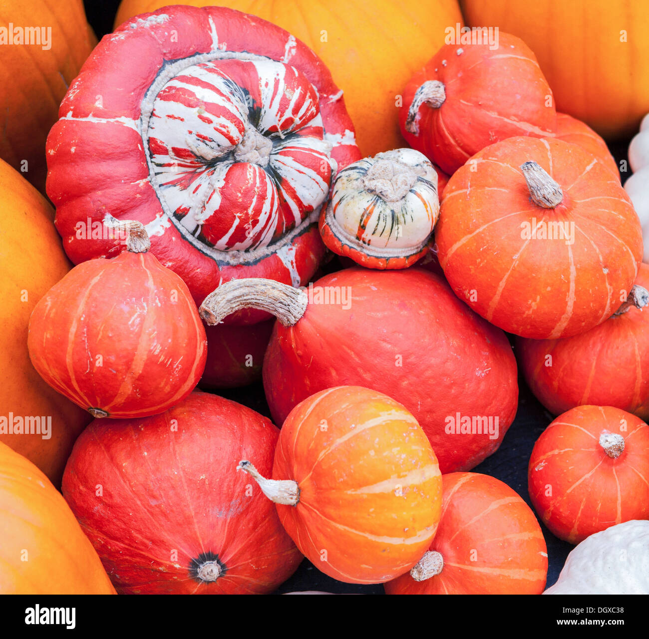 Autumn Harvest of colourful squashes & pumpkins displayed at the