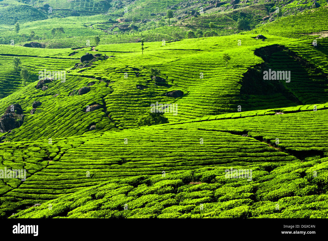 Tea plantation landscape. Munnar, Kerala, India. Nature background Stock Photo