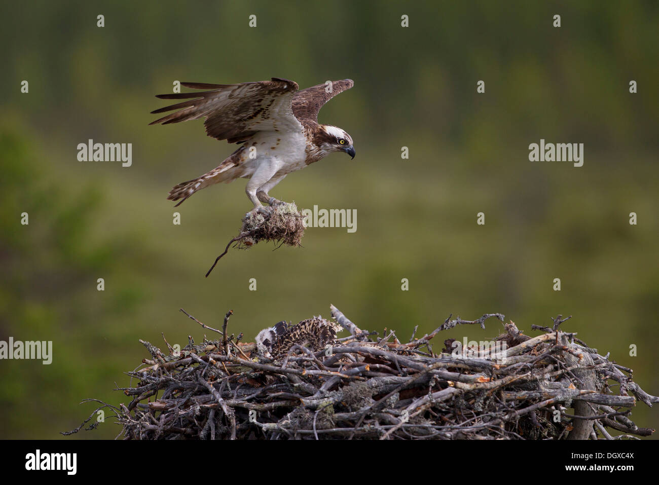 Osprey or Sea Hawk (Pandion haliaetus) with nesting material approaching to land on an eyrie, Kajaani sub-region, Finland Stock Photo