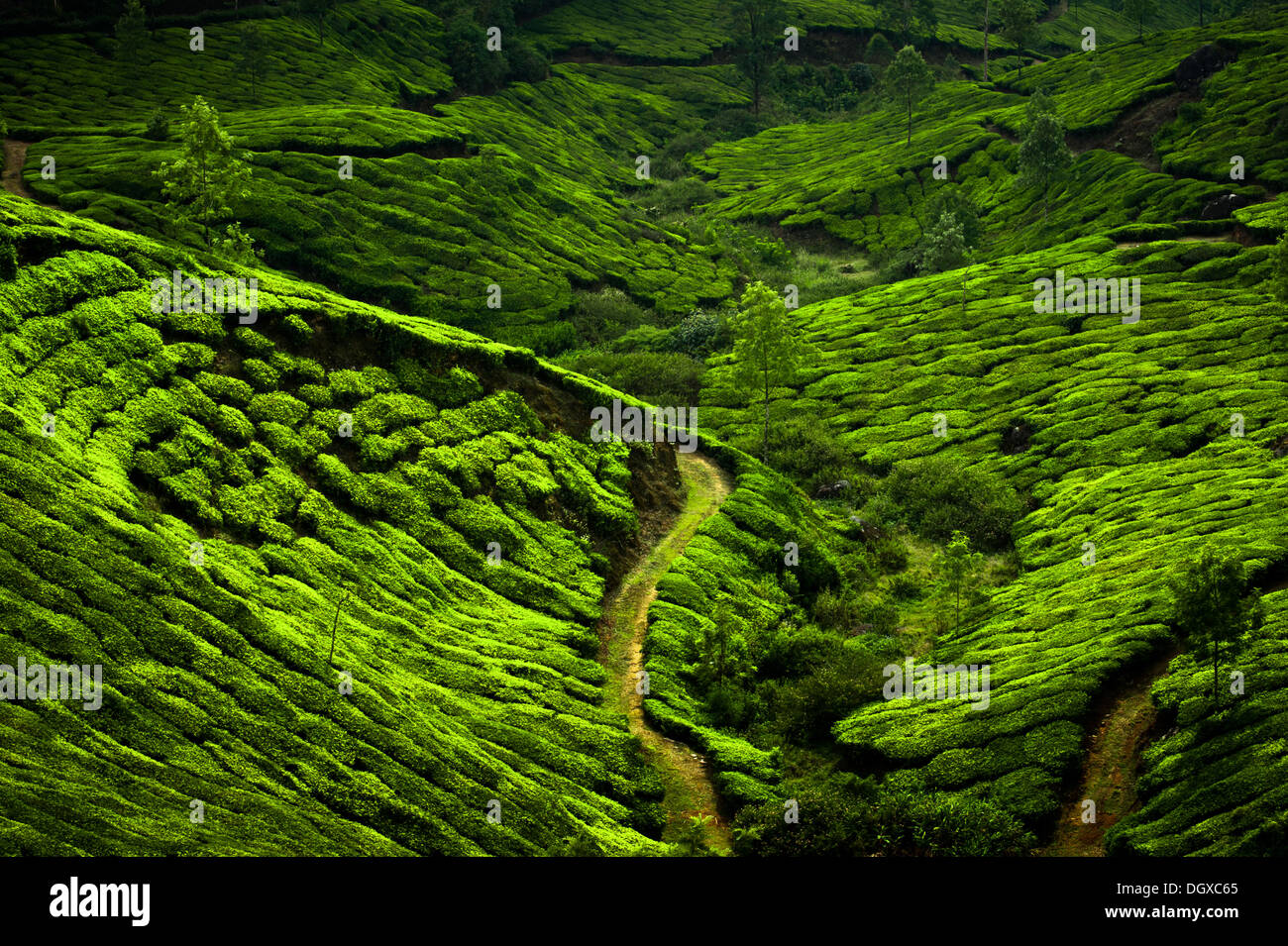 Tea plantation landscape. Munnar, Kerala, India. Nature background Stock Photo