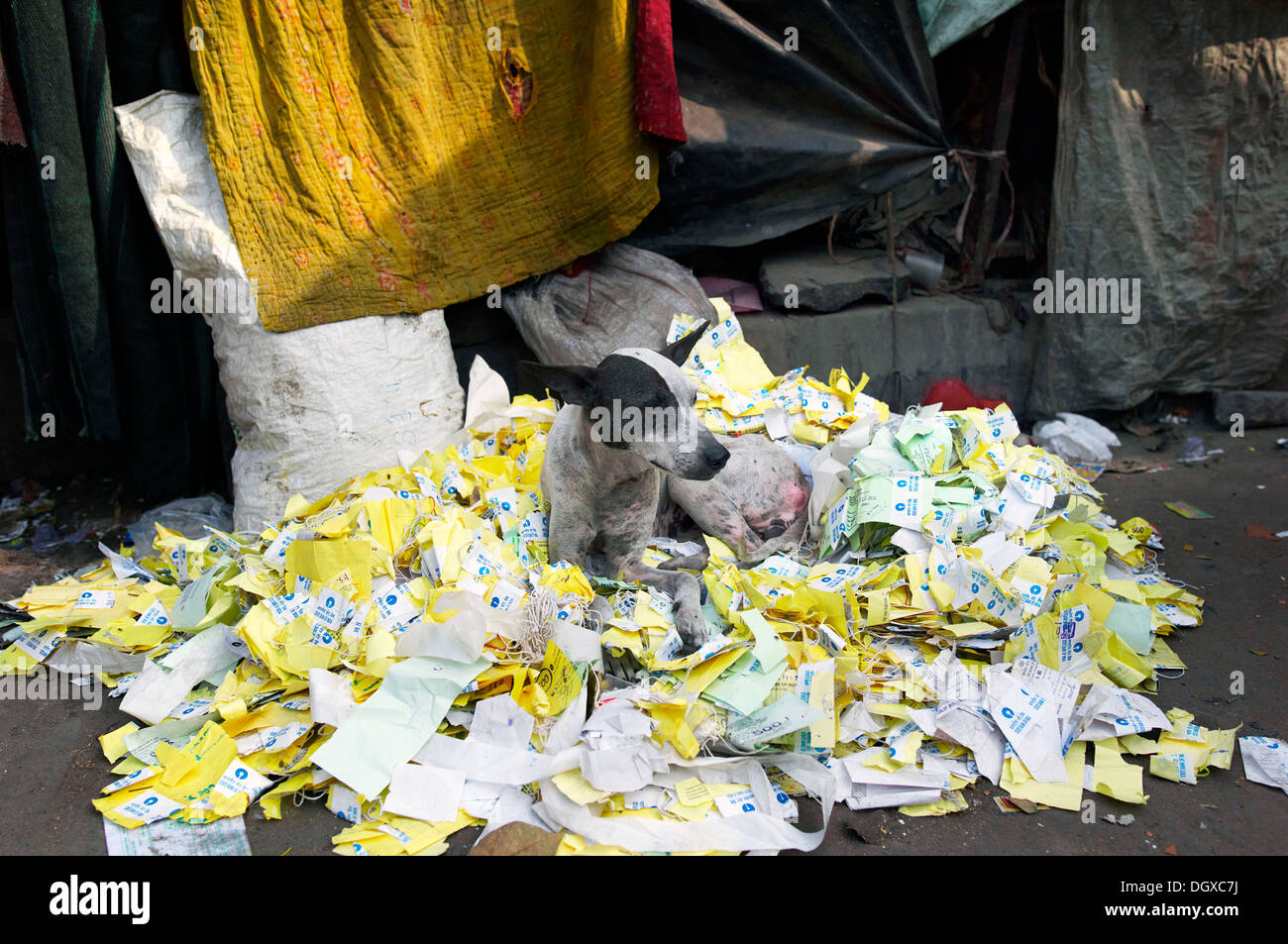 Dog lying on a pile of old lottery tickets, Kolkata, Westbengalen, India Stock Photo