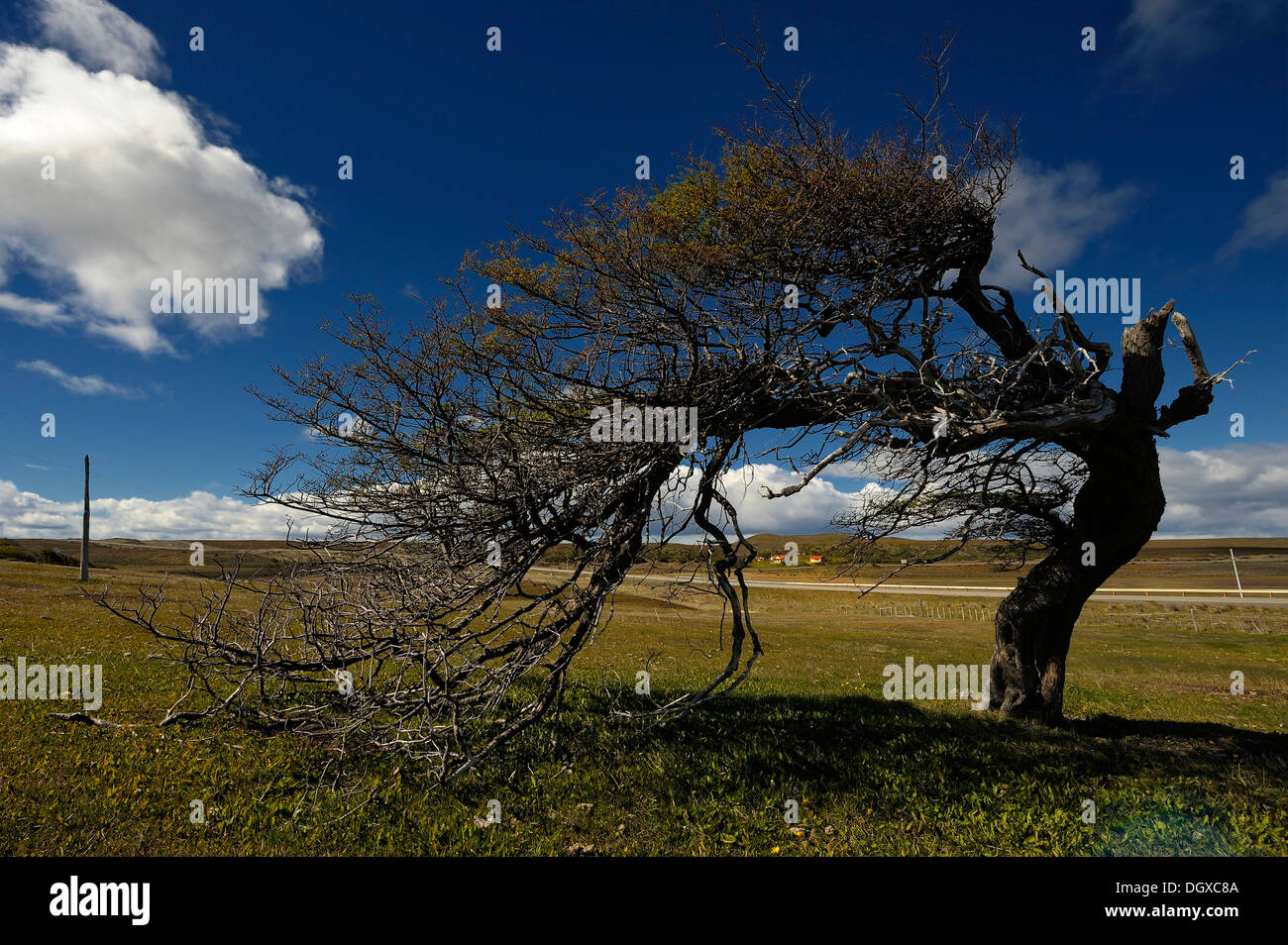 Windblown Southern Beech (Nothofagus), Patagonia, Chile, South America Stock Photo