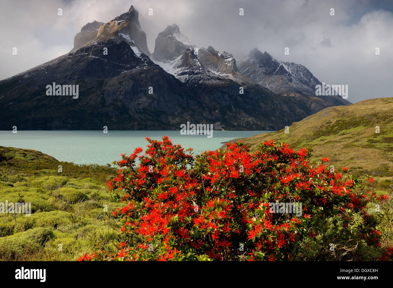 Chilean Firebush (Notro) with Torres del Paine mountains, Patagonia, Chile, South America Stock Photo