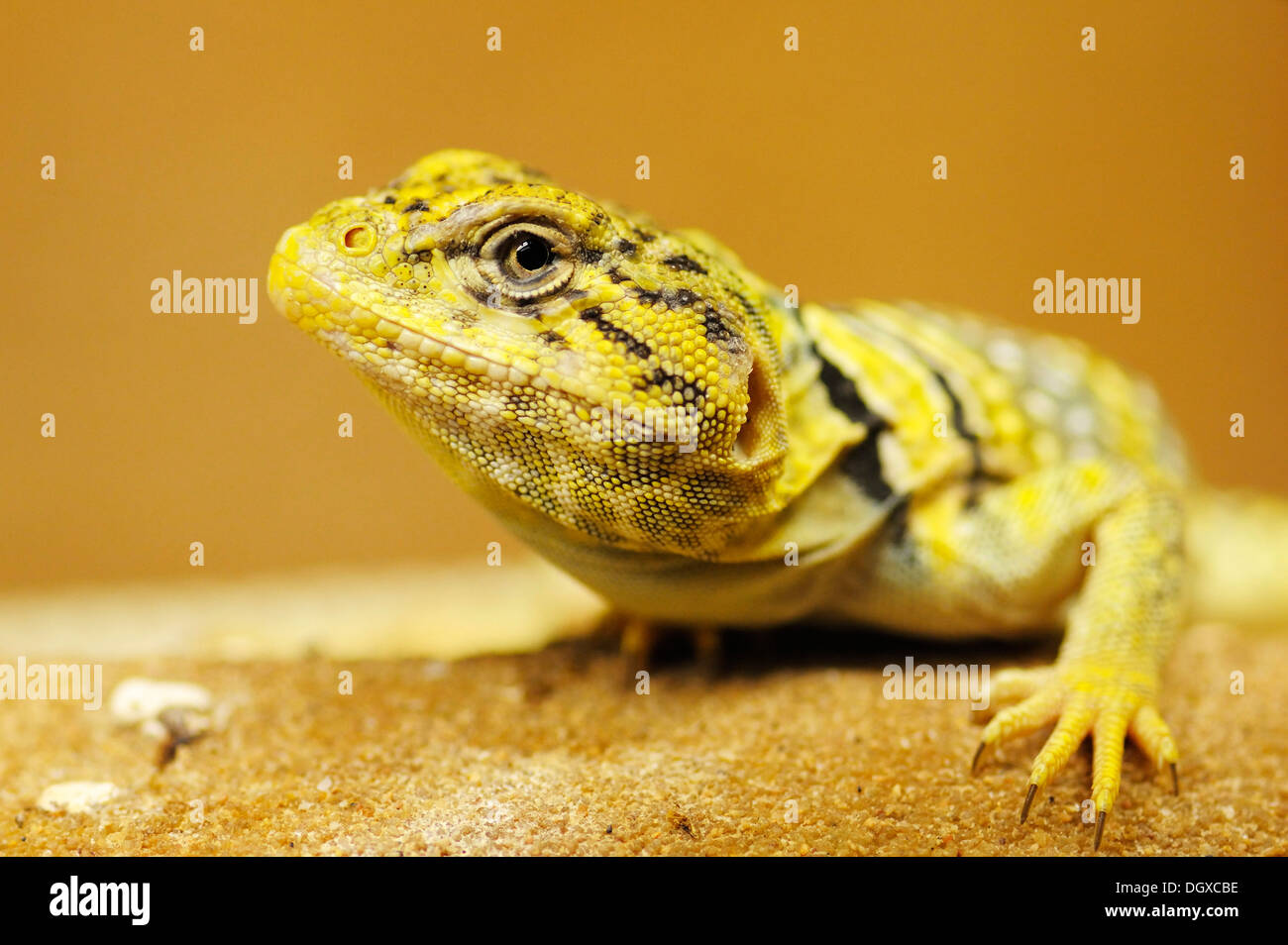 Yellow Agama (Agamidae) Stock Photo