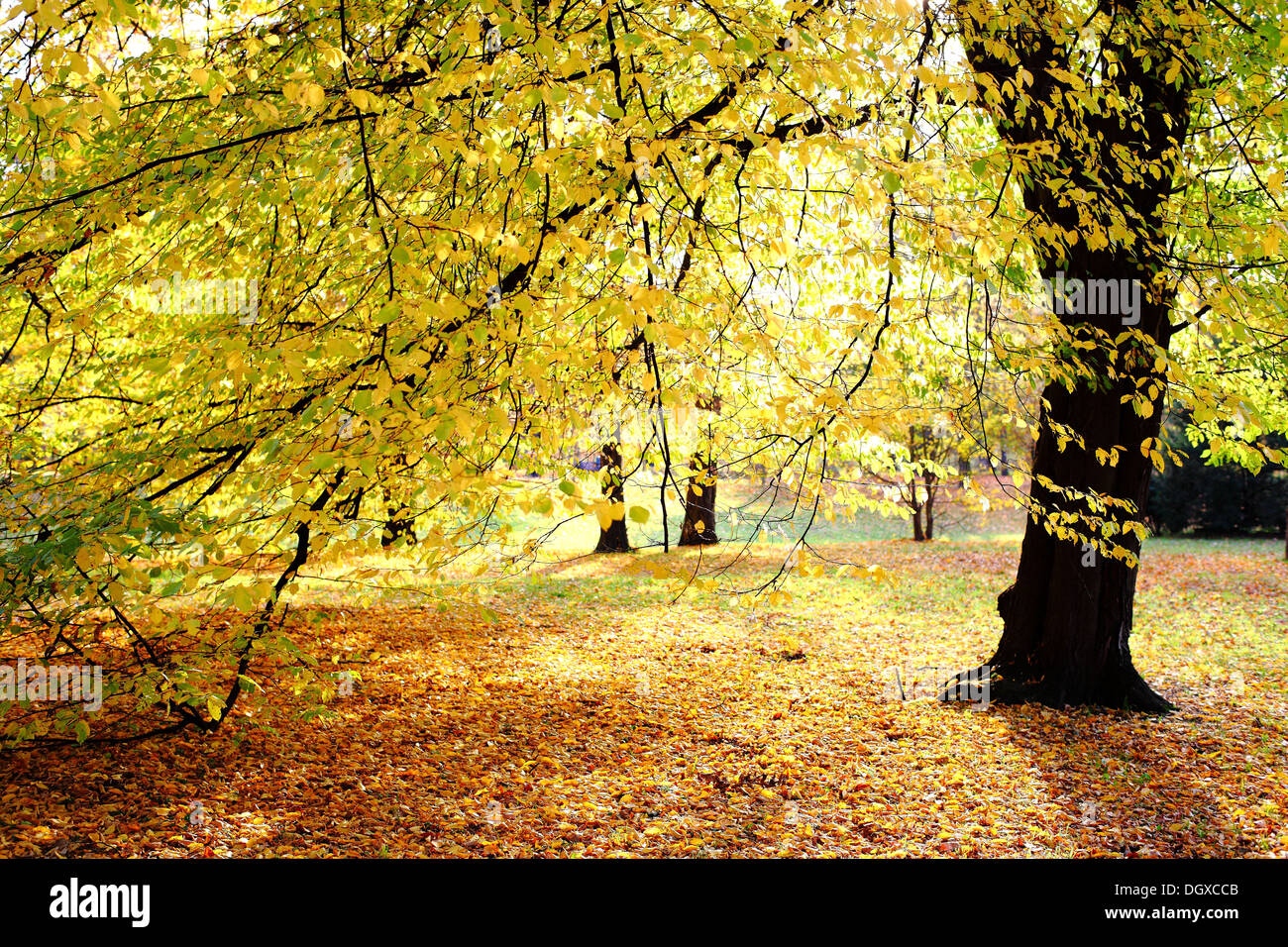 Hornbeam with yellow autumn leaves Carpinus betulus Stock Photo