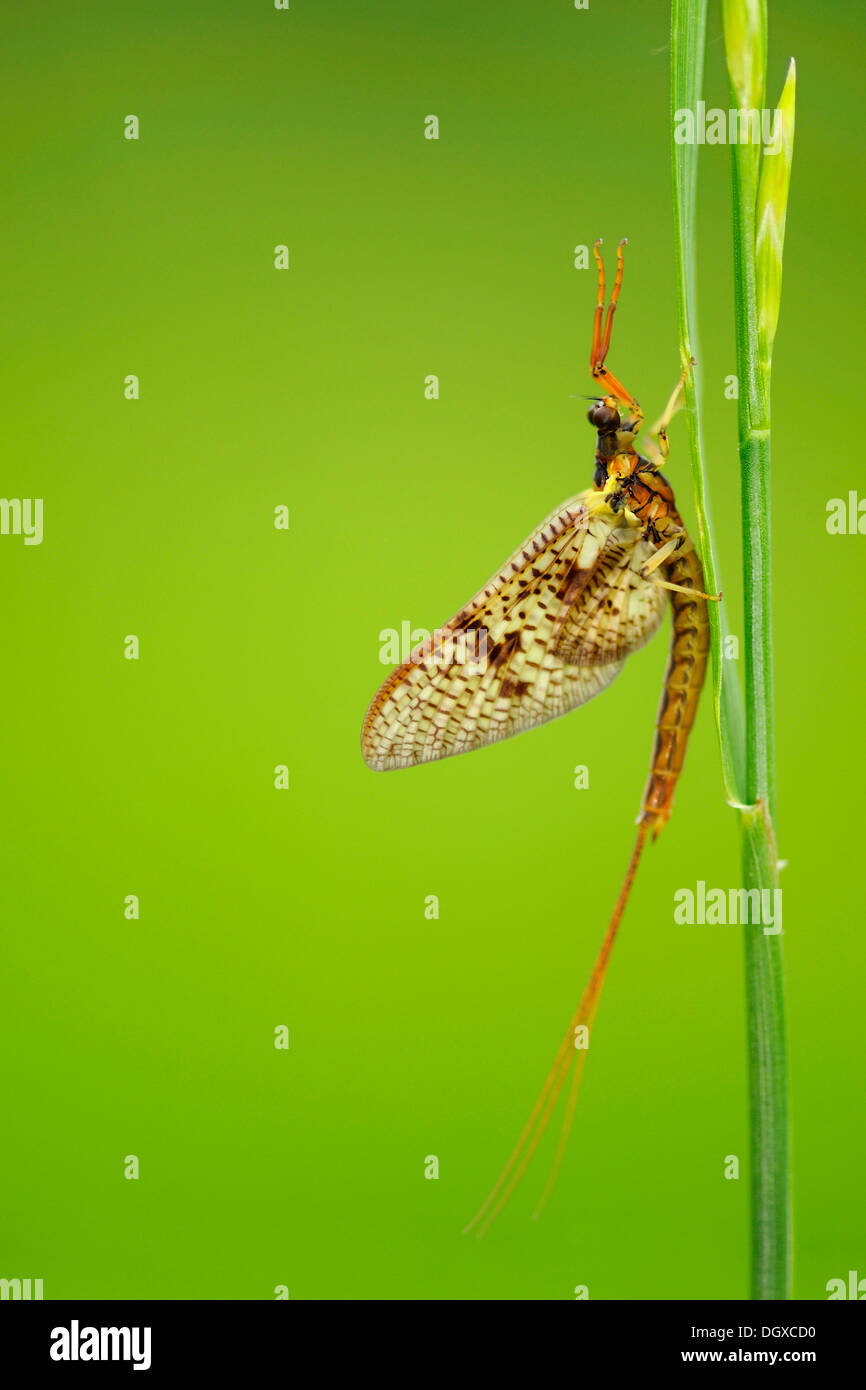 Mayfly (Ephemeroptera) on blade of grass Stock Photo