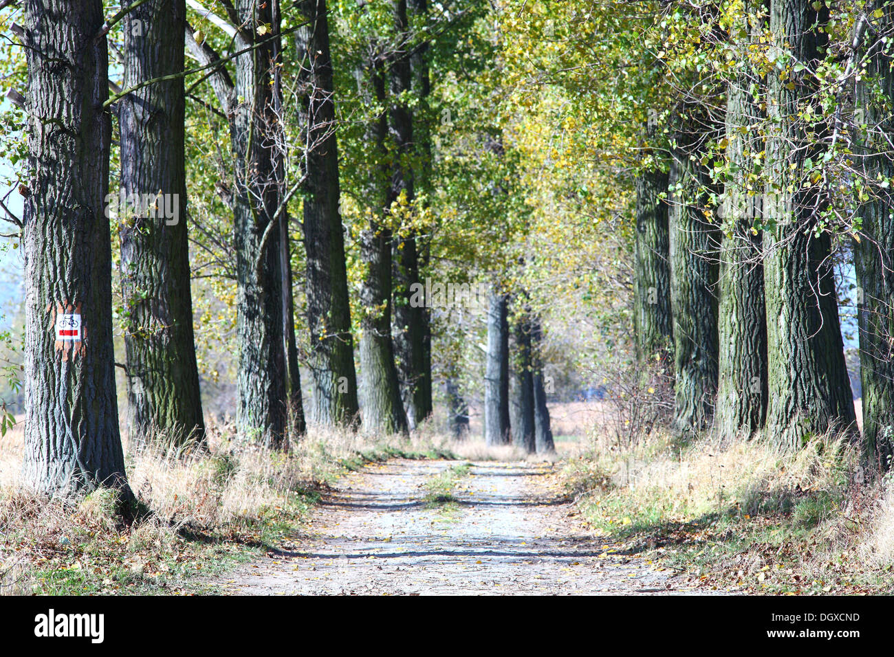 Old poplar tree trees road in autumn Populus balsamifera Stock Photo