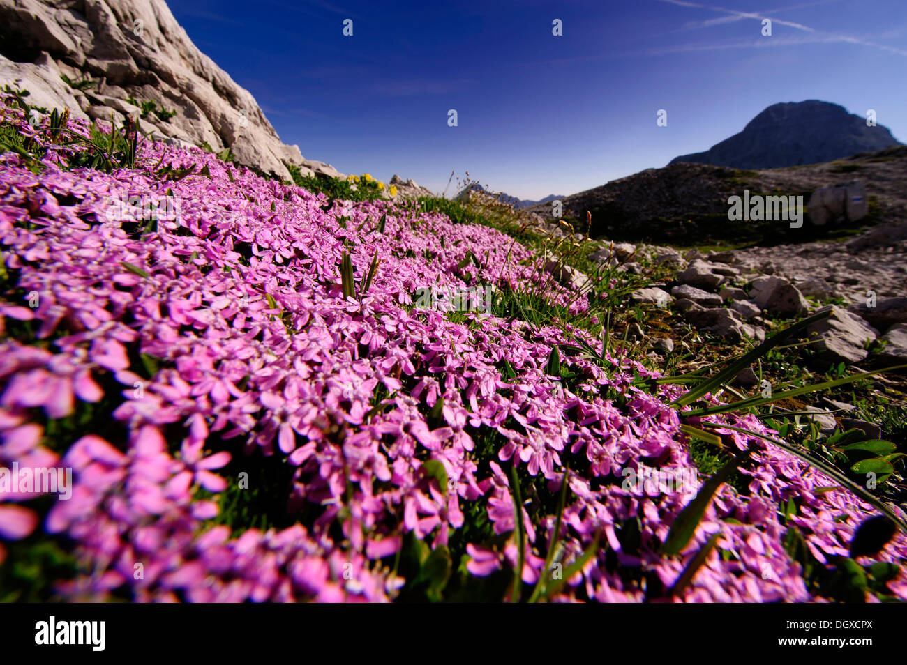 Rock Soapwort (Saponaria ocymoides) in front of panorama with peaks, Warth, Vorarlberg, Austria, Europe Stock Photo
