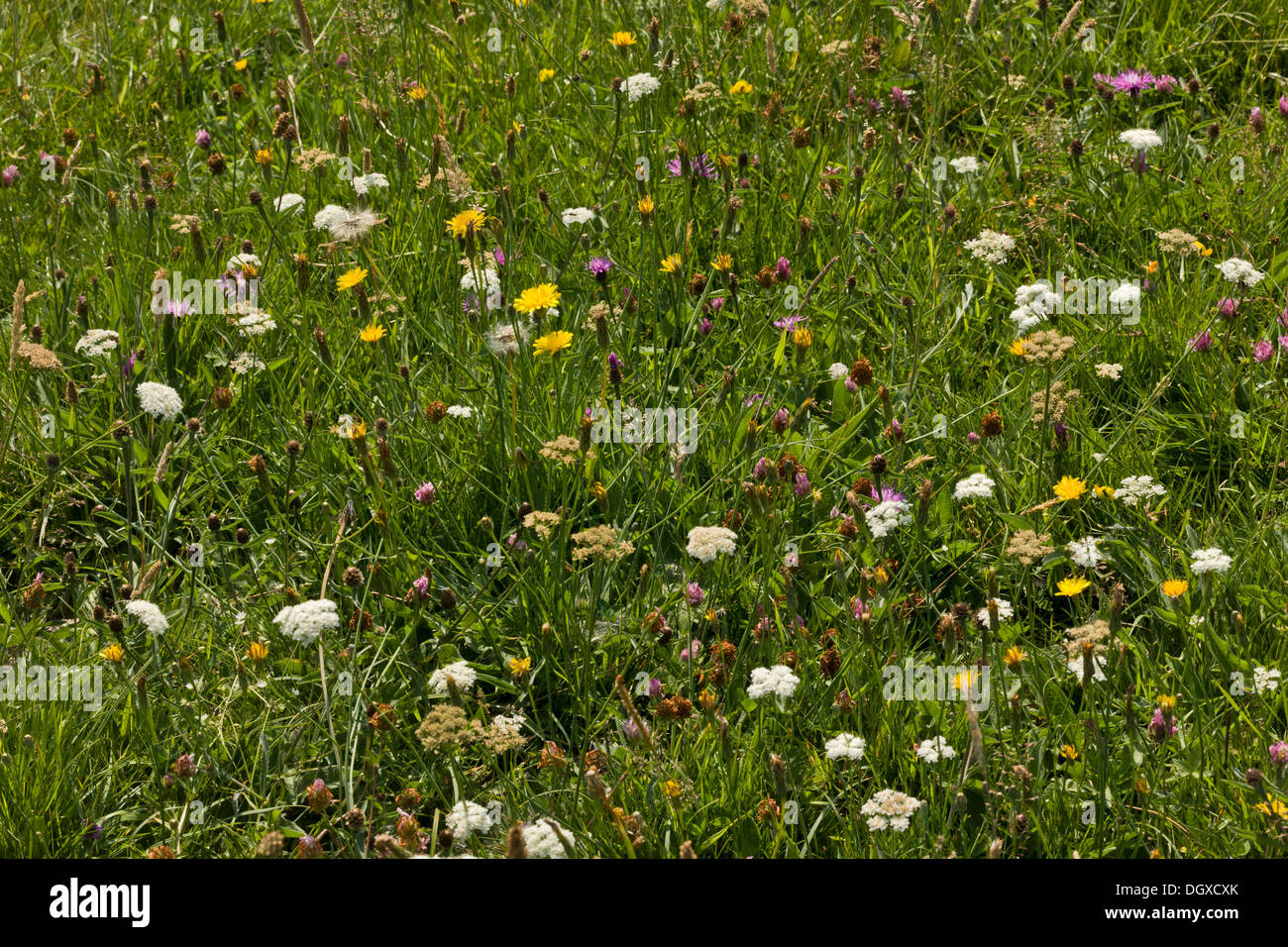 Flowery neutral meadow, with Corky-fruited Water-dropwort, Knapweed, Cat's Ear etc at Kingcombe Meadows, Dorset. Stock Photo
