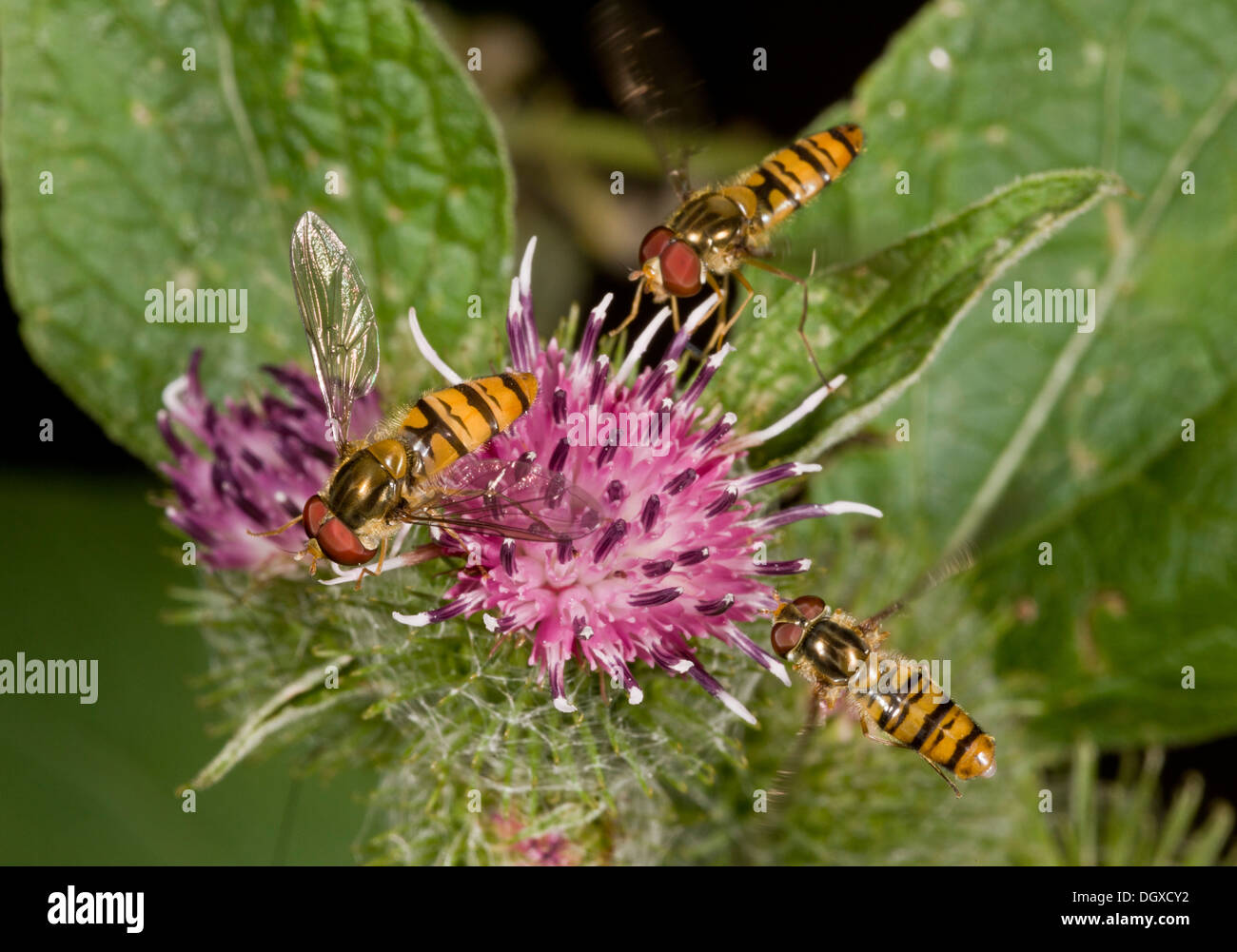 Marmalade Hoverflies, Episyrphus balteatus feeding at burdock flower. Stock Photo