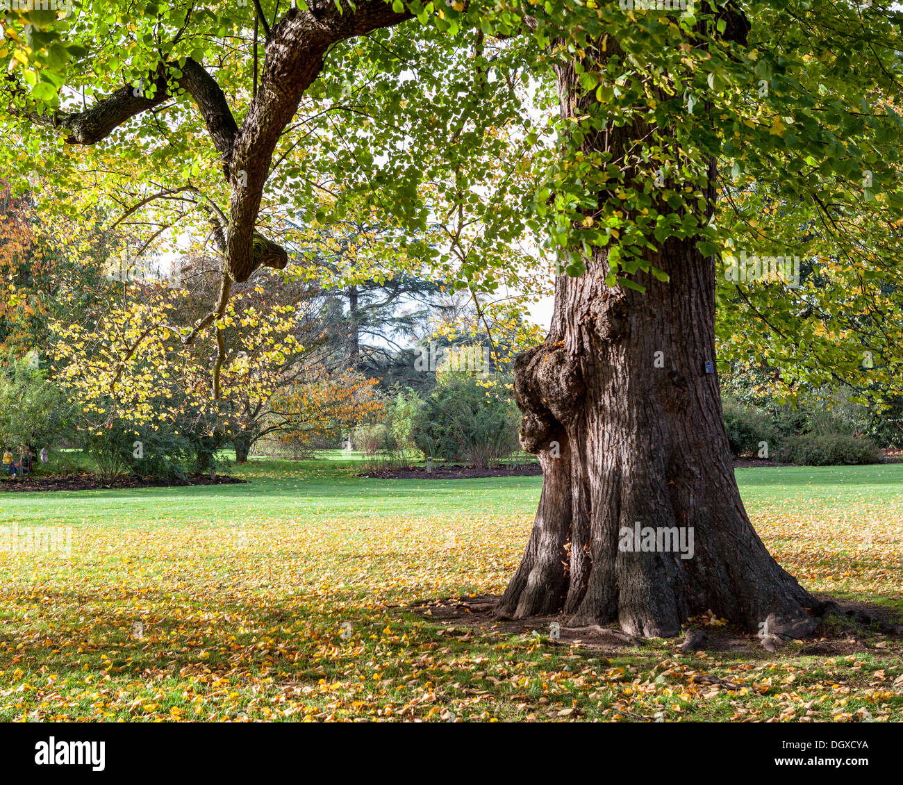 Autumn leaves kew gardens hi-res stock photography and images - Alamy