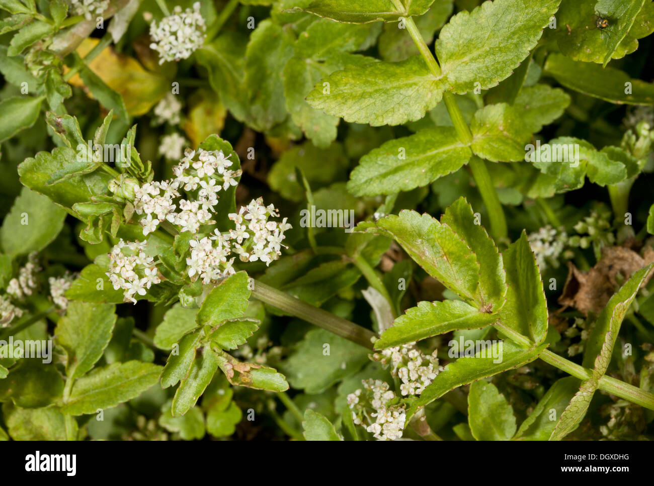 Fool's-water-cress, Apium nodiflorum in flower. Poisonous. Dorset. Stock Photo