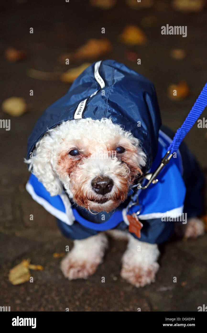 London, UK. 27th October 2013. Benny at the All Dogs Matter Halloween