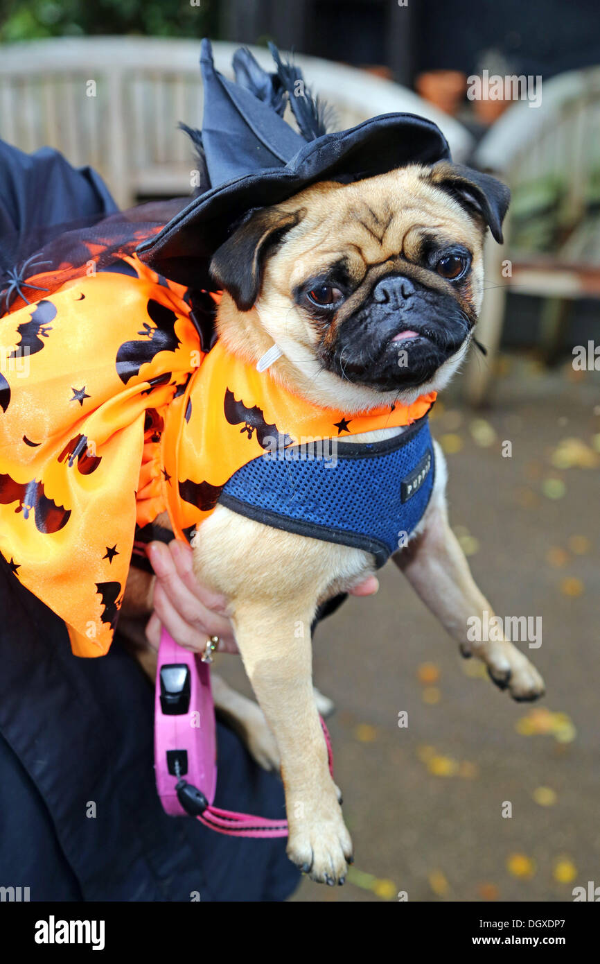 Pug dressing gown tesco hotsell