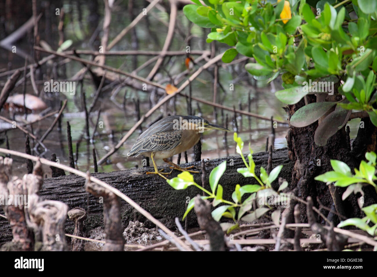 Striated heron skulking amongst the Mangroves in The Seychelles Stock Photo
