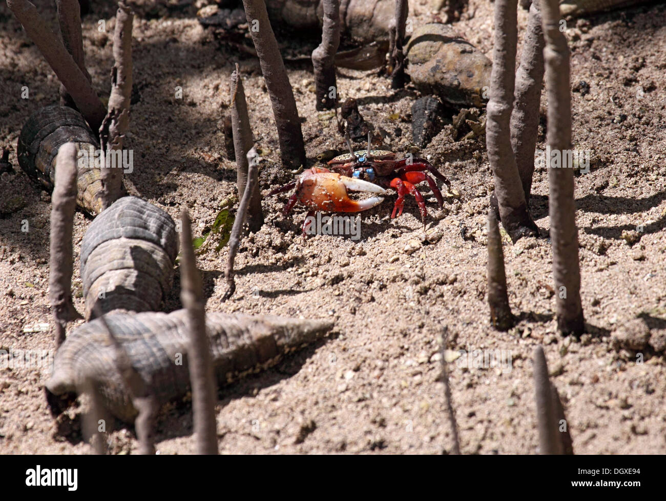 Fiddler crab male in Mangrove swamp with whelk in The Seychelles Stock Photo