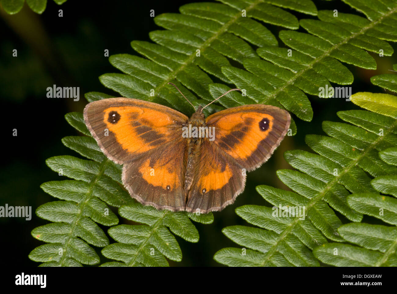 Gatekeeper / Hedge Brown, Pyronia tithonus, basking on bracken frond. Stock Photo