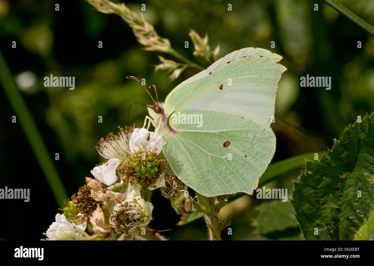 Female Brimstone butterfly, Gonepteryx rhamni feeding on bramble flowers. Stock Photo