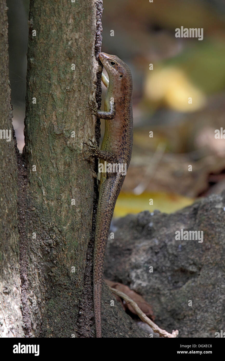 Wrights skink in The Seychelles Stock Photo