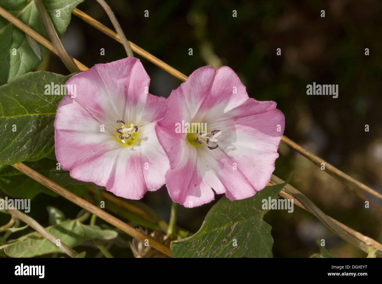 Field Bindweed, Convolvulus arvensis in flower Stock Photo Alamy