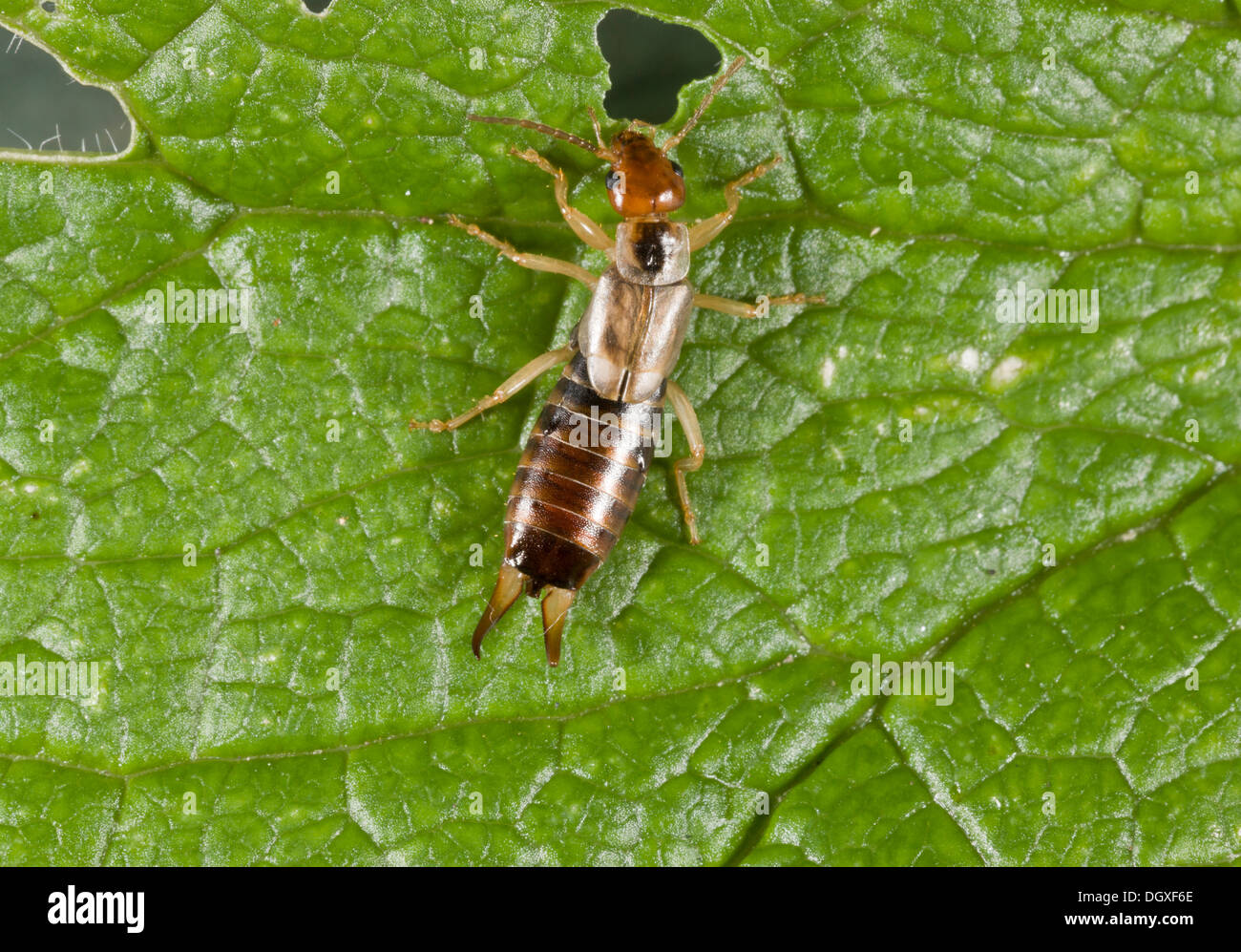 Common Earwig, Forficula auricularia female. Common garden insect. Stock Photo