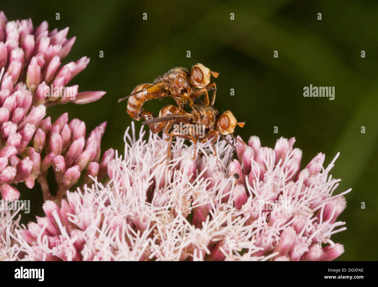 Mating pair of conopid flies, prob. Myopa buccata, on Hemp Agrimony. Endoparasite of bumble bees. Stock Photo
