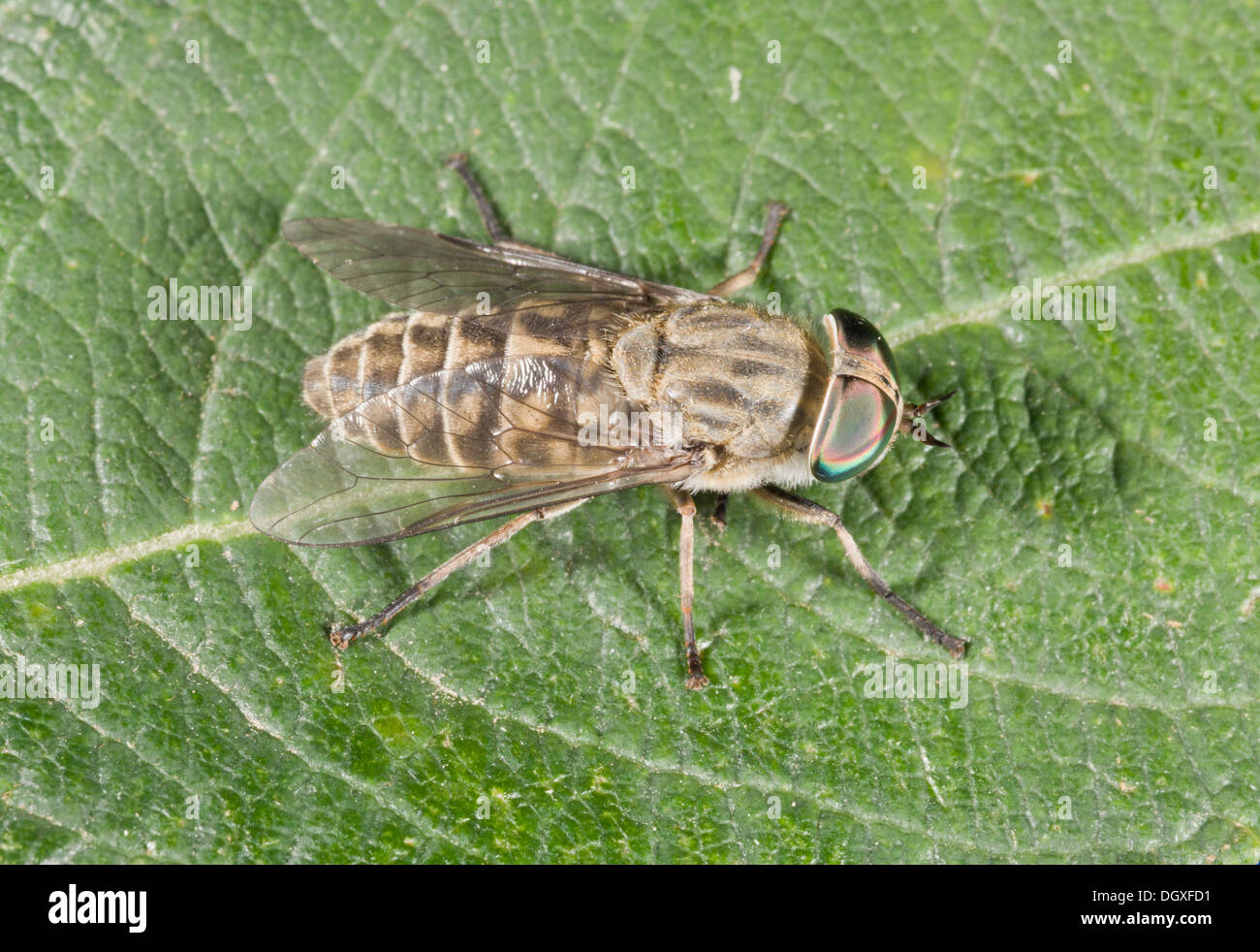 A common medium-sized horsefly, Tabanus bromius, female. Stock Photo