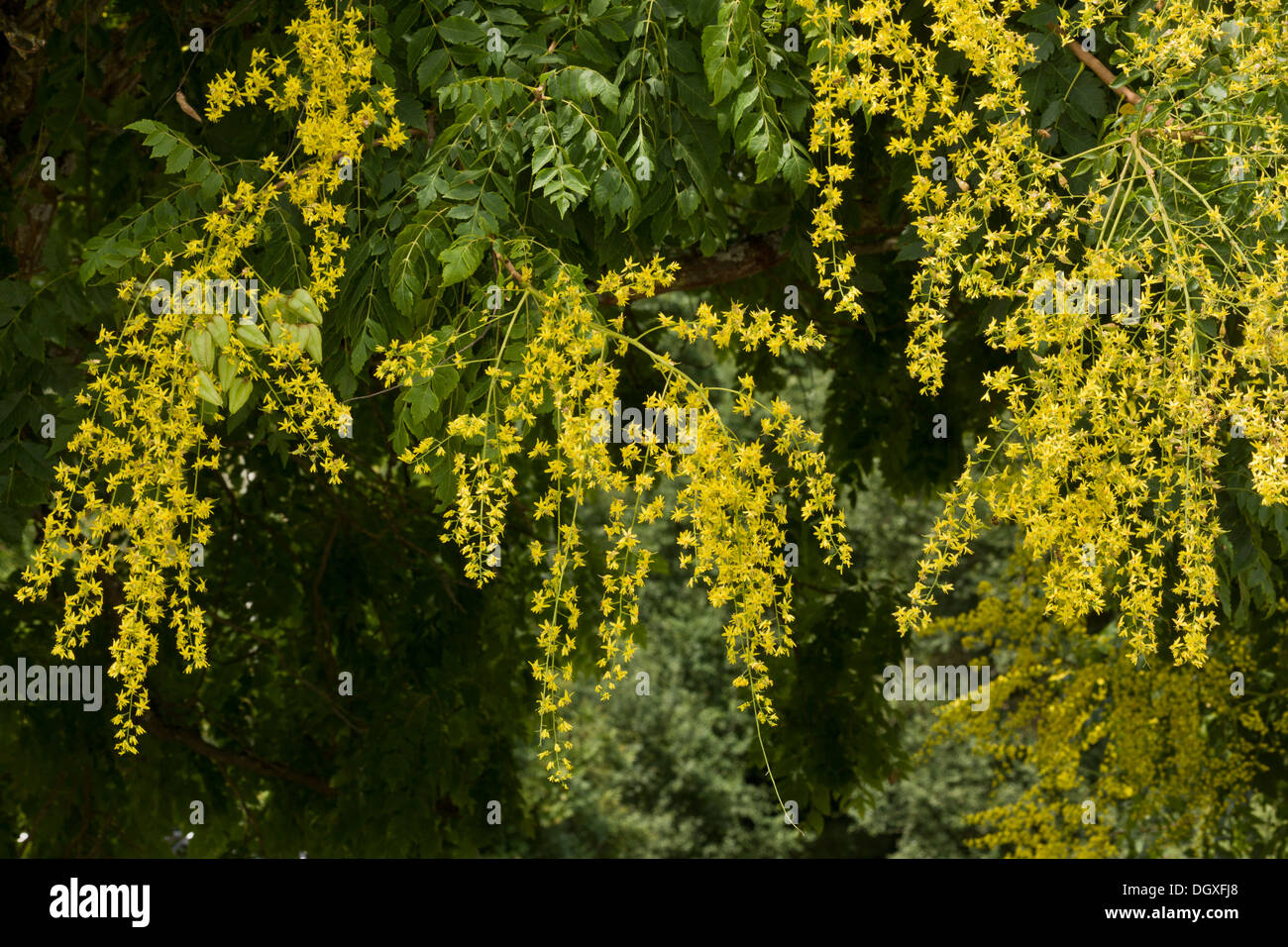 Golden rain tree or Pride of India, Koelreuteria paniculata in flower and fruit. From Asia, widely planted in Europe. Stock Photo