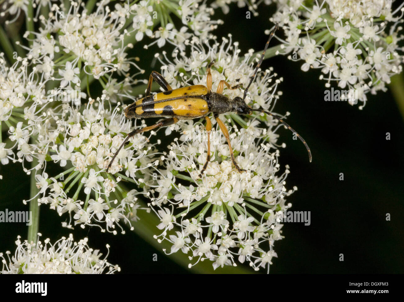 A longhorn beetle, Strangalia maculata feeding on pollen of Angelica. Stock Photo