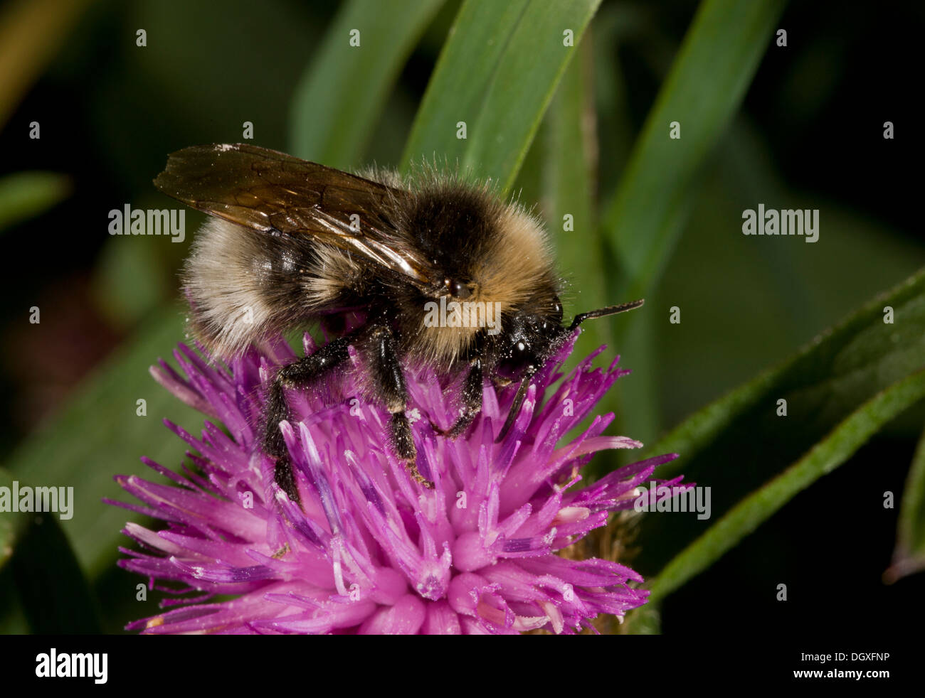 A cuckoo bee, close to Bombus sylvestris, feeding on knapweed. Stock Photo
