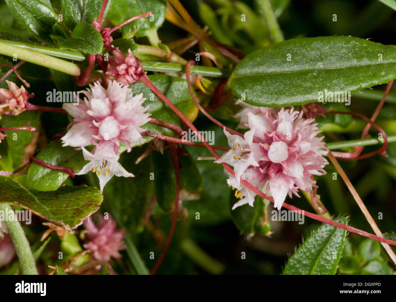 Dodder, Cuscuta epithymum, in flower. Parasite on various plants Stock