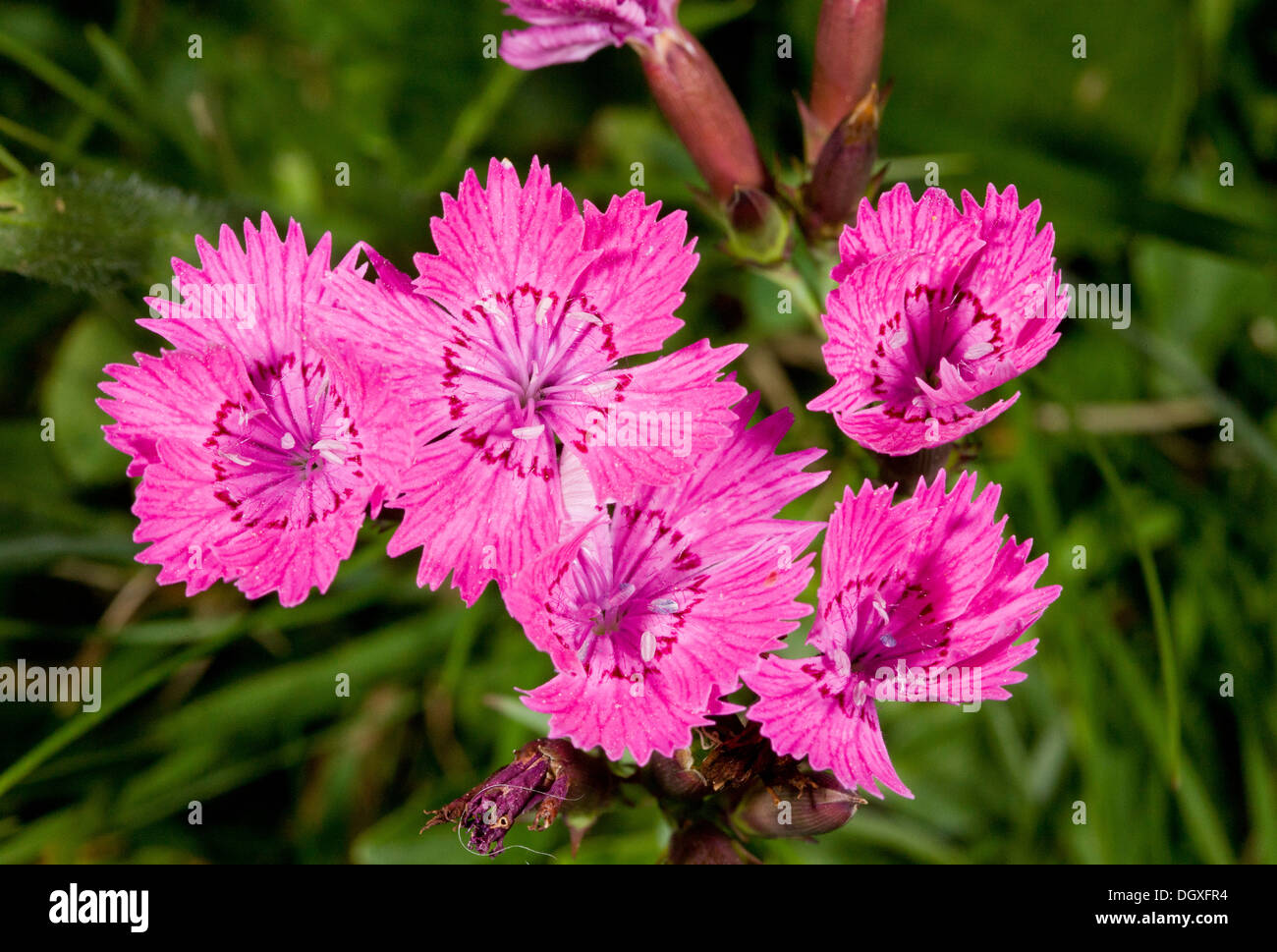 A pink, Dianthus sylvaticus in the mountains of the Auvergne. Sometimes included in Dianthus seguieri. France Stock Photo