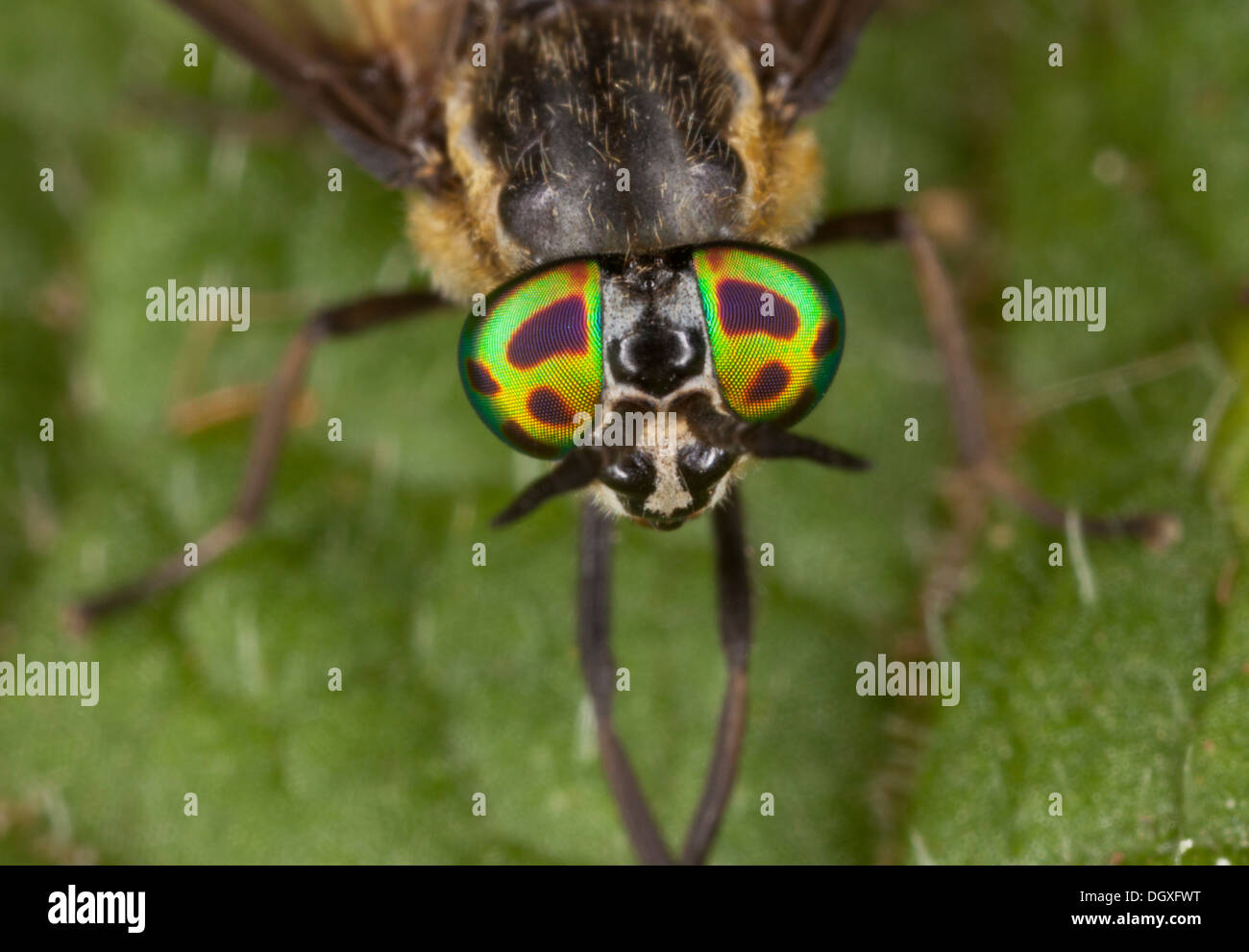 A female horsefly, the Squarespot Deerfly, Chrysops viduatus;