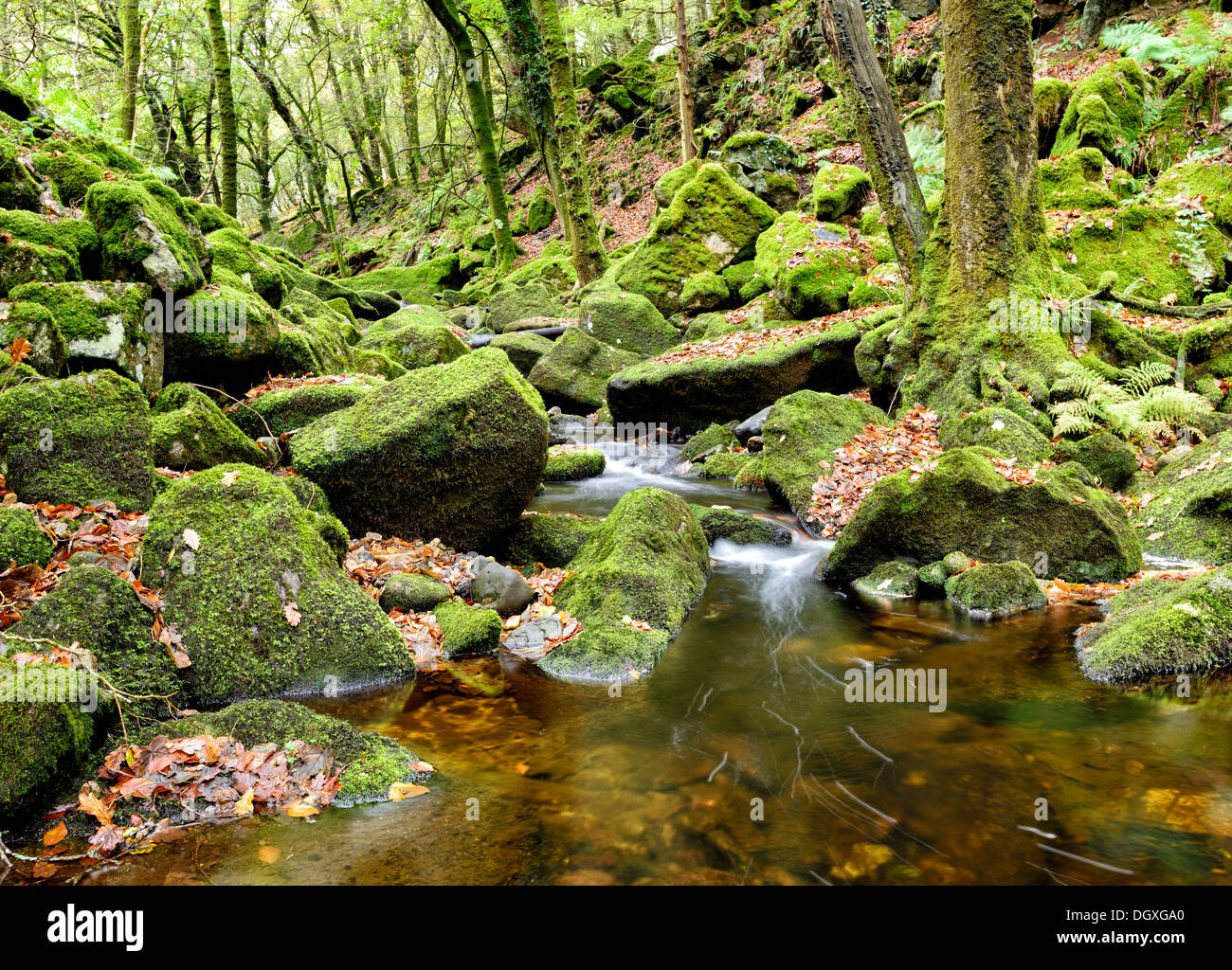The River Meavy cascades over mossy rocks through Burrator Wood in Dartmoor National Park in Devon Stock Photo