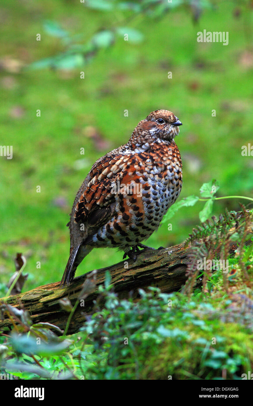 How to cook hazel grouse How to cook hazel grouse