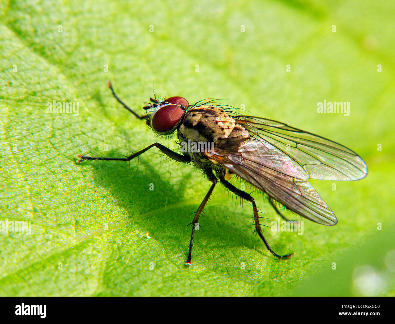 Fly brachycera hi-res stock photography and images - Alamy