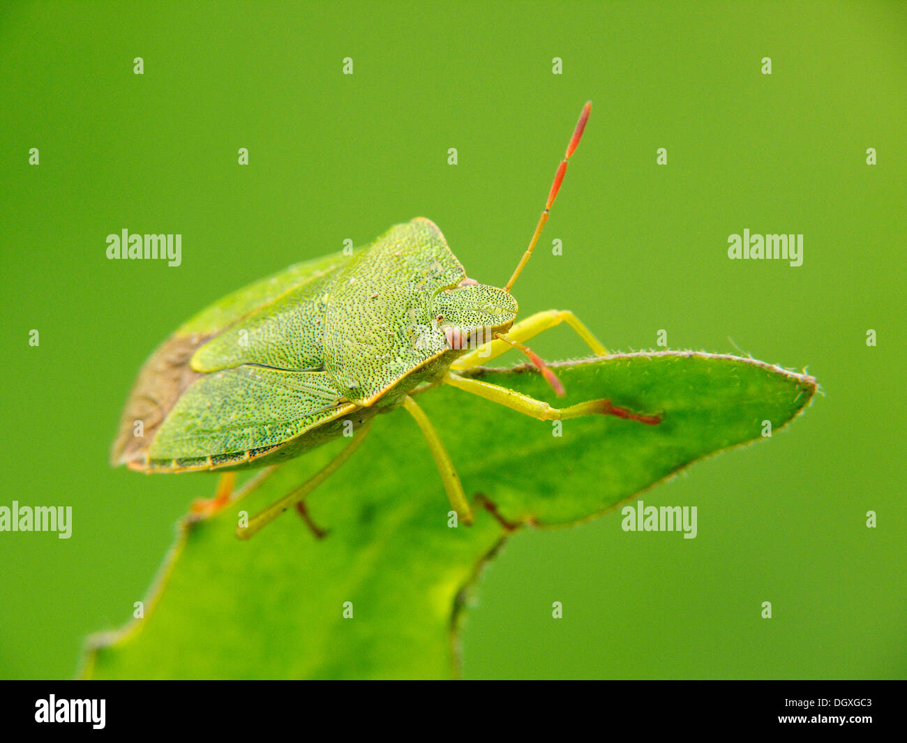 Green shield bug (Palomena prasina) Stock Photo