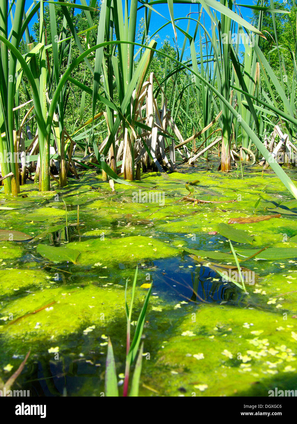 Carpet of algae in a pond, reeds at back Stock Photo