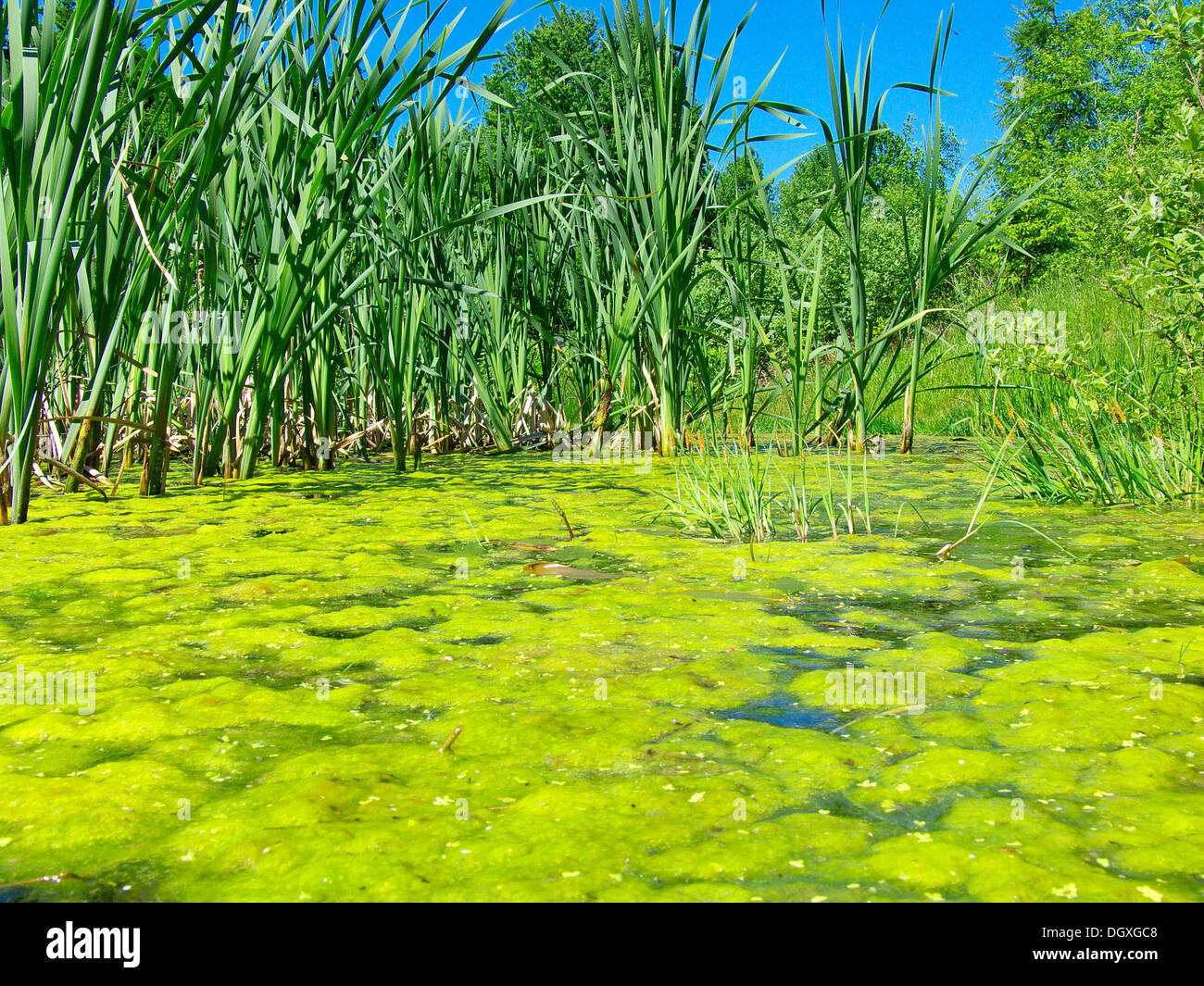 Carpet of algae in a pond, reeds at back Stock Photo