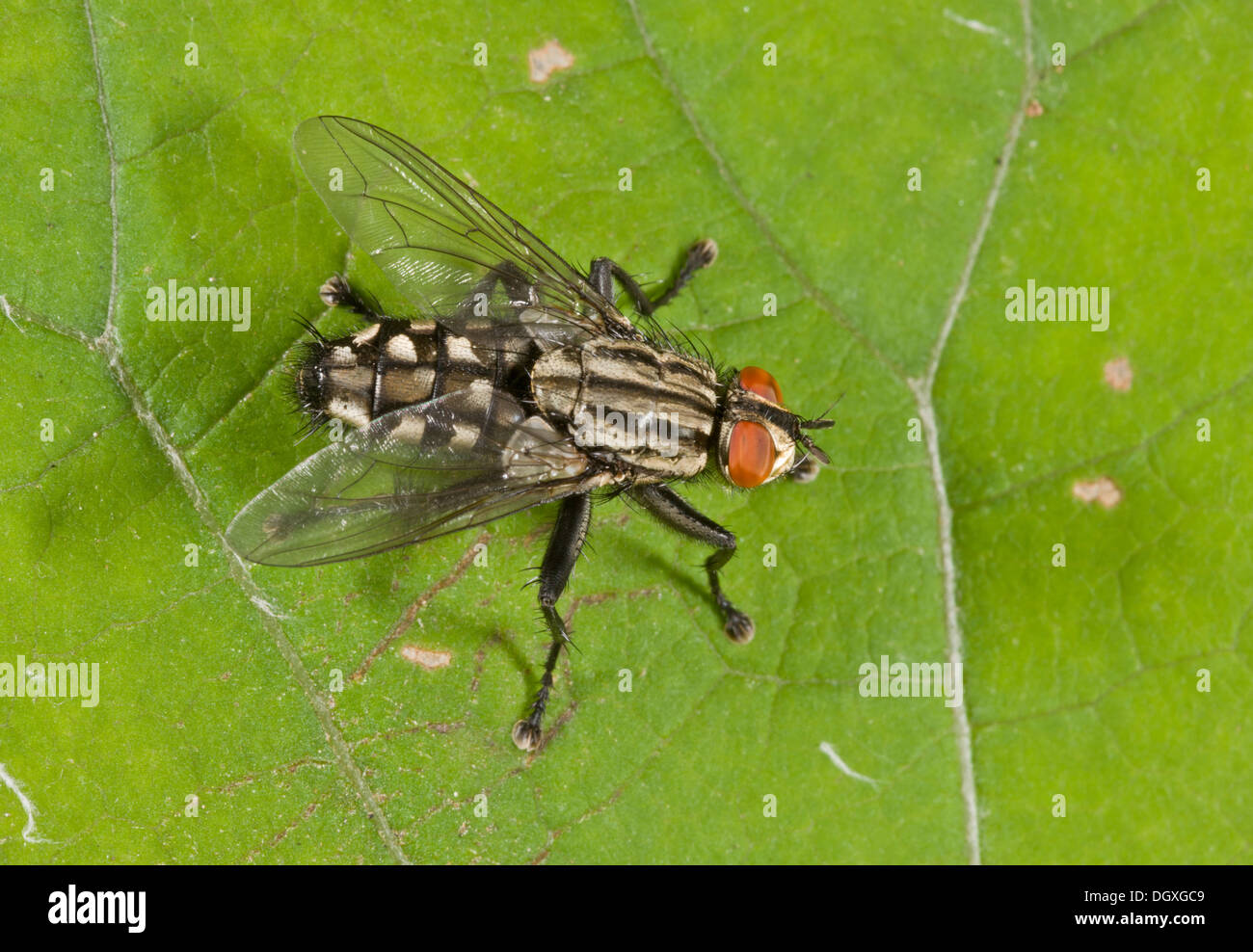 Flesh fly, Sarcophaga carnaria; females lay live larvae in carrion rather than eggs. Stock Photo