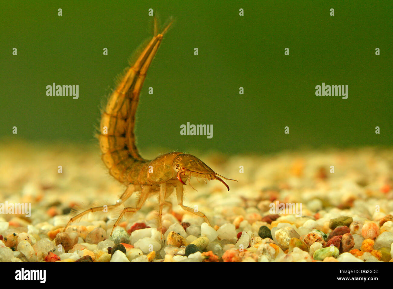 Larva of the Great diving beetle (Dytiscus marginalis) Stock Photo