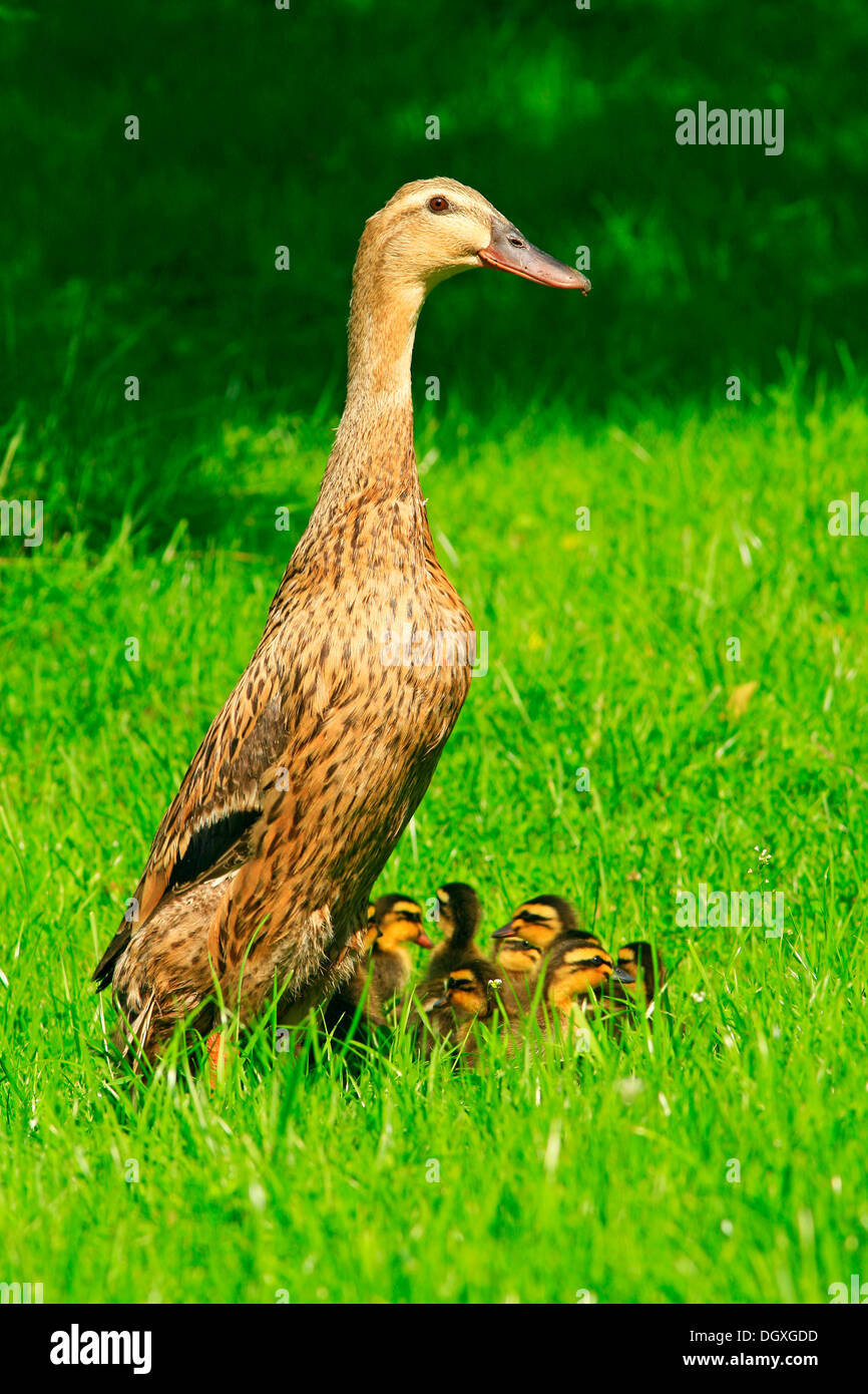 Indian runner duck hires stock photography and images Alamy