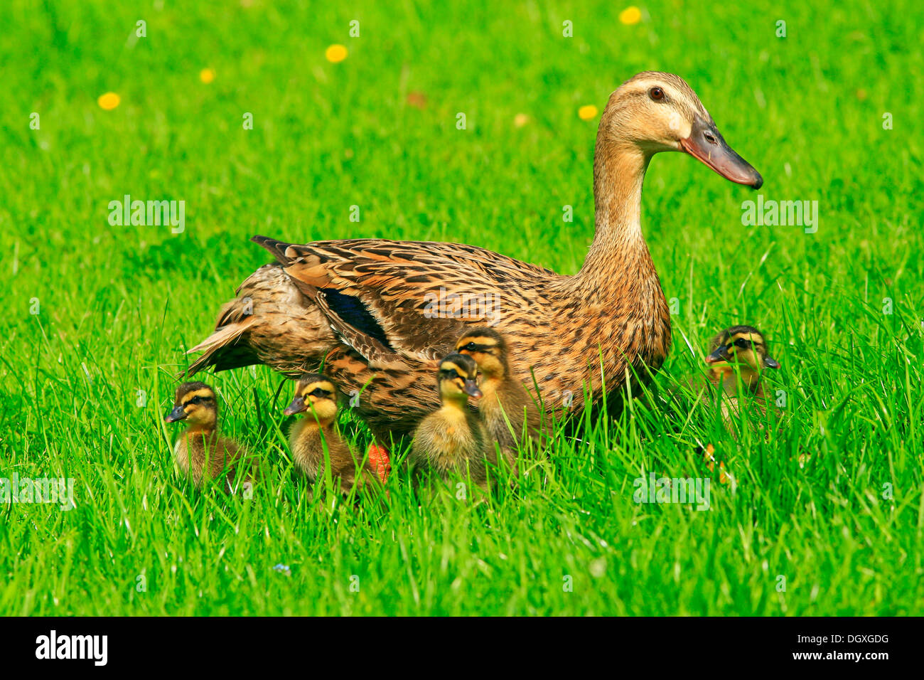 Indian runner duck hires stock photography and images Alamy