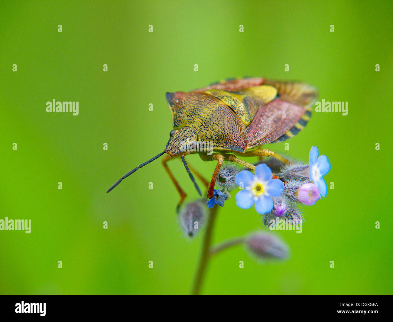 Bug (Heteroptera) on a flower Stock Photo