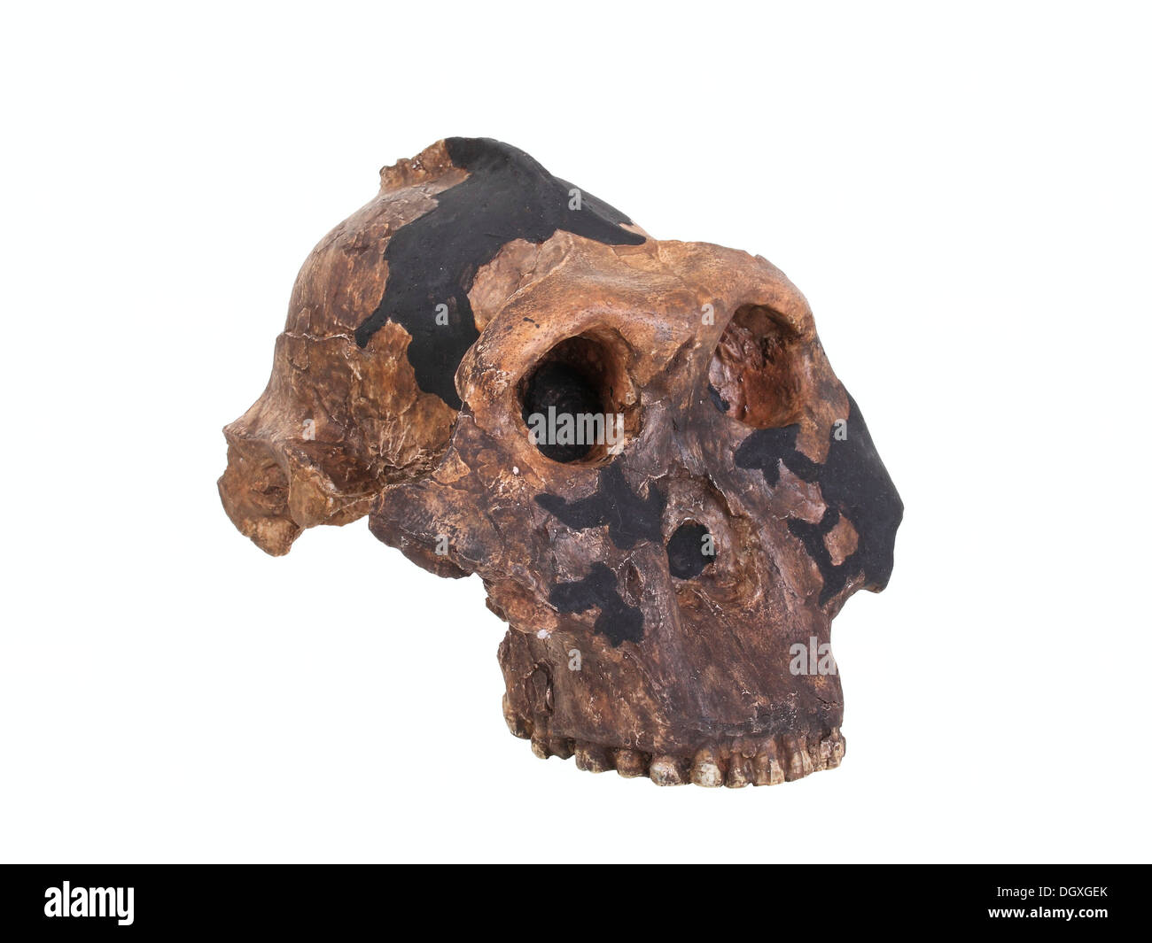Replica skull of Paranthropus boisei, evolution of human species Stock Photo