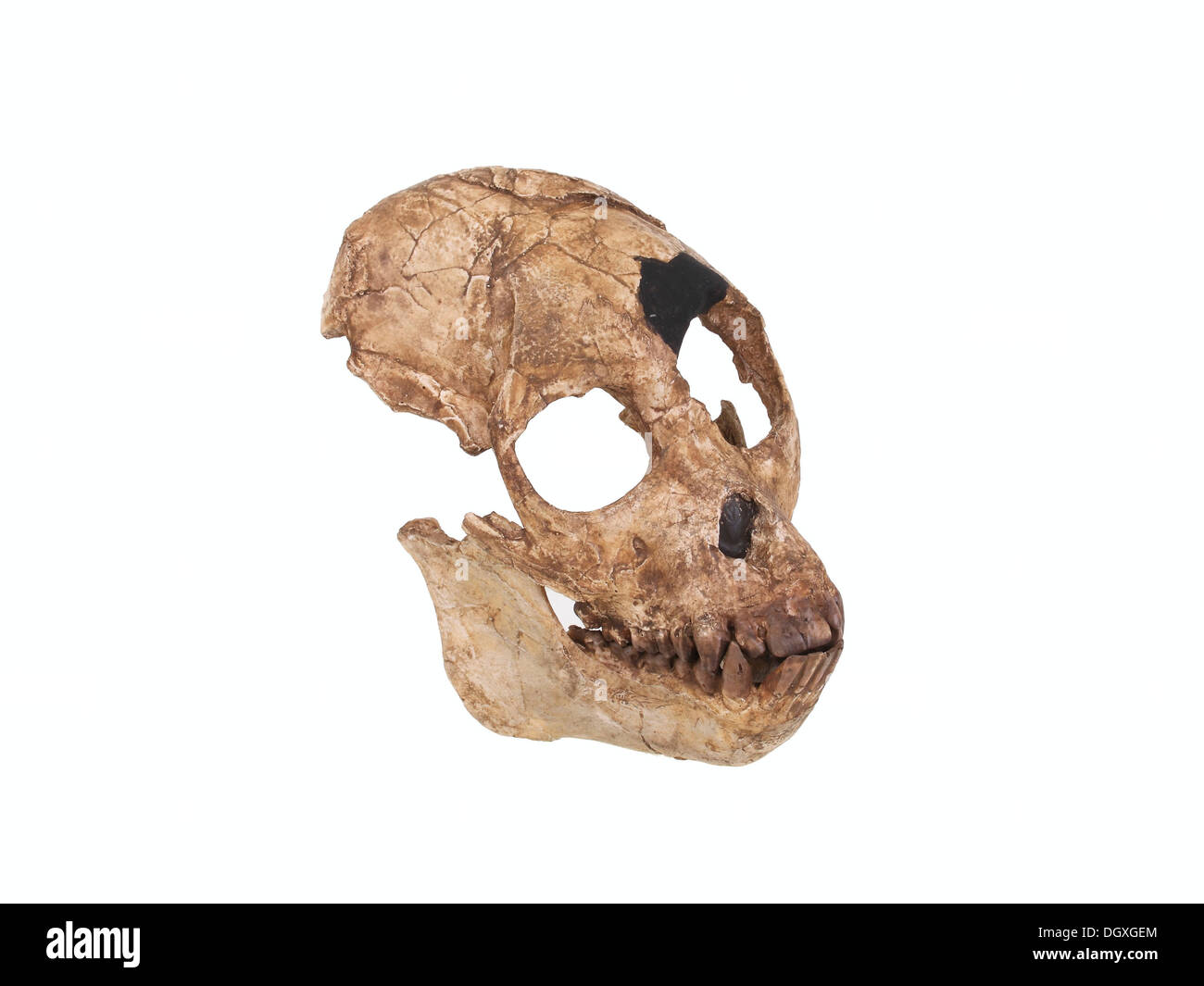 Replica skull of Proconsul africanus, evolution of human species Stock Photo