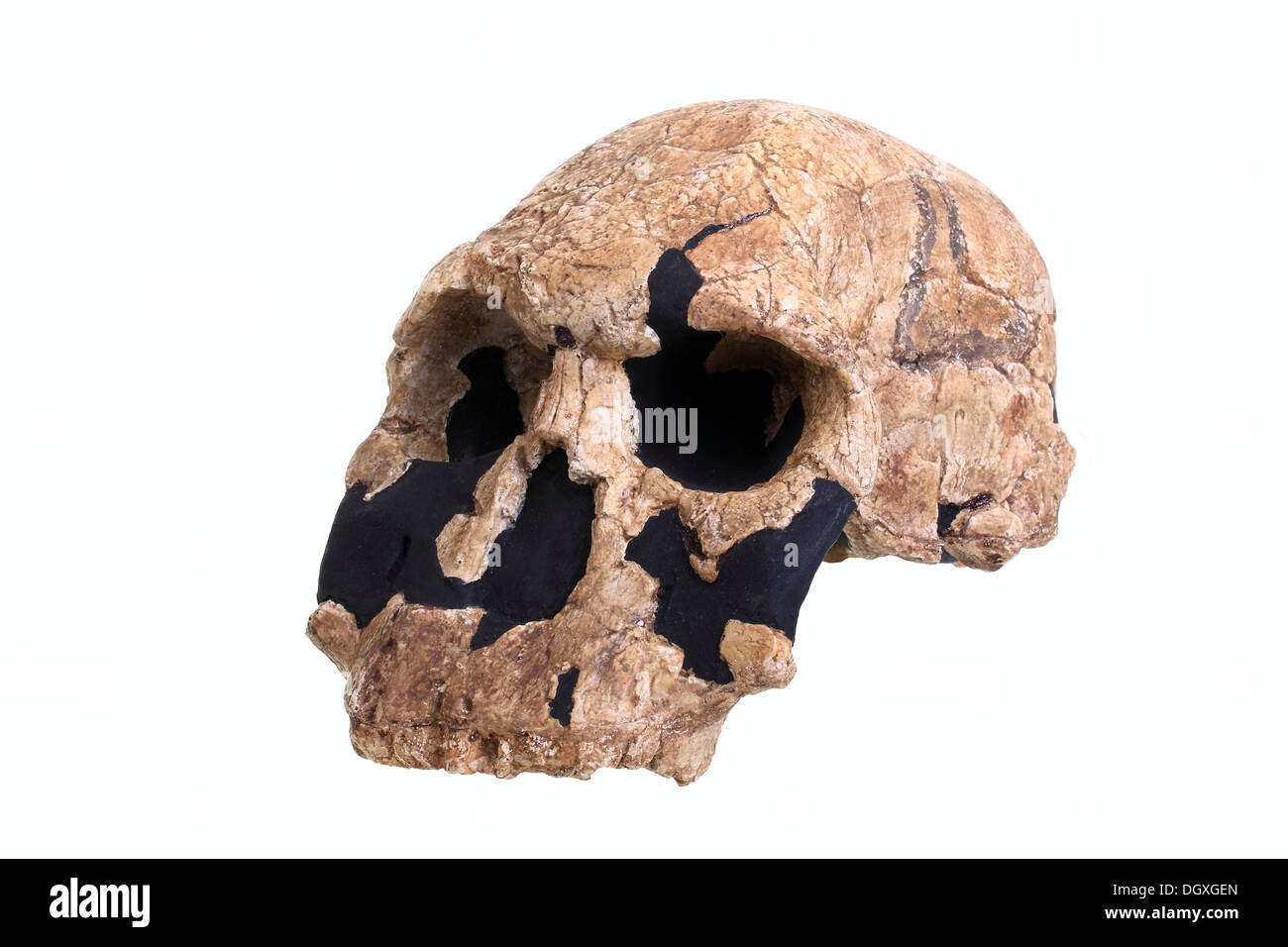 Replica skull of Homo habilis, evolution of human species Stock Photo