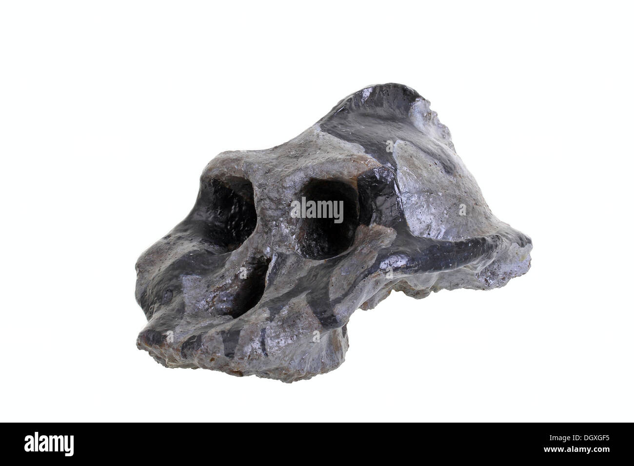 Replica skull of Australopithecus aeithiopicus, evolution of human species Stock Photo